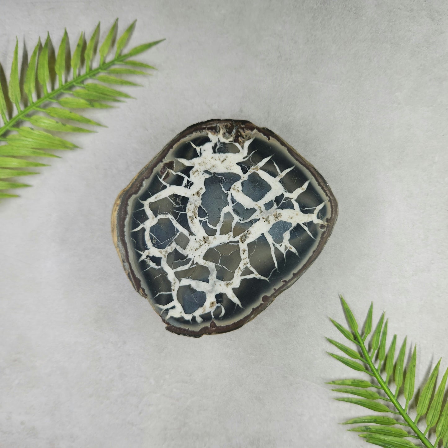 Septarian Nodule Half