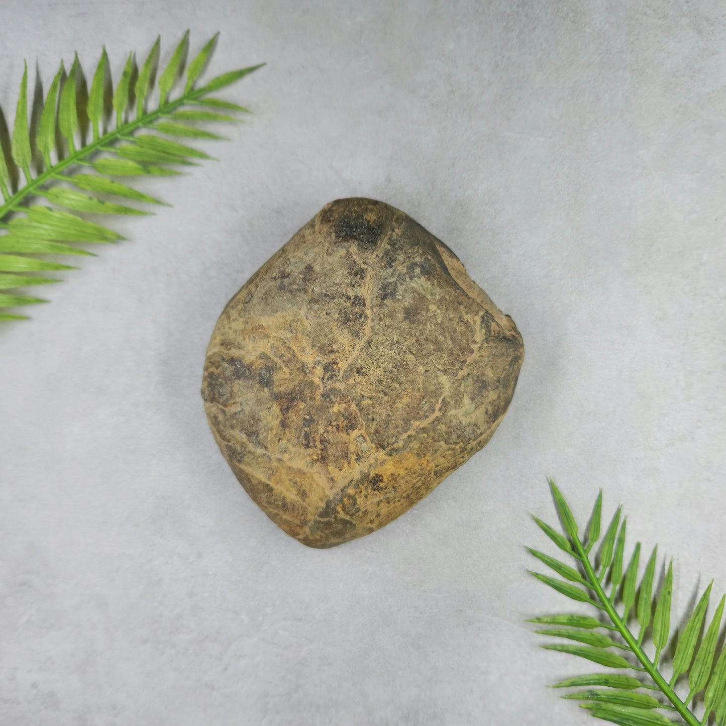 Septarian Nodule Half