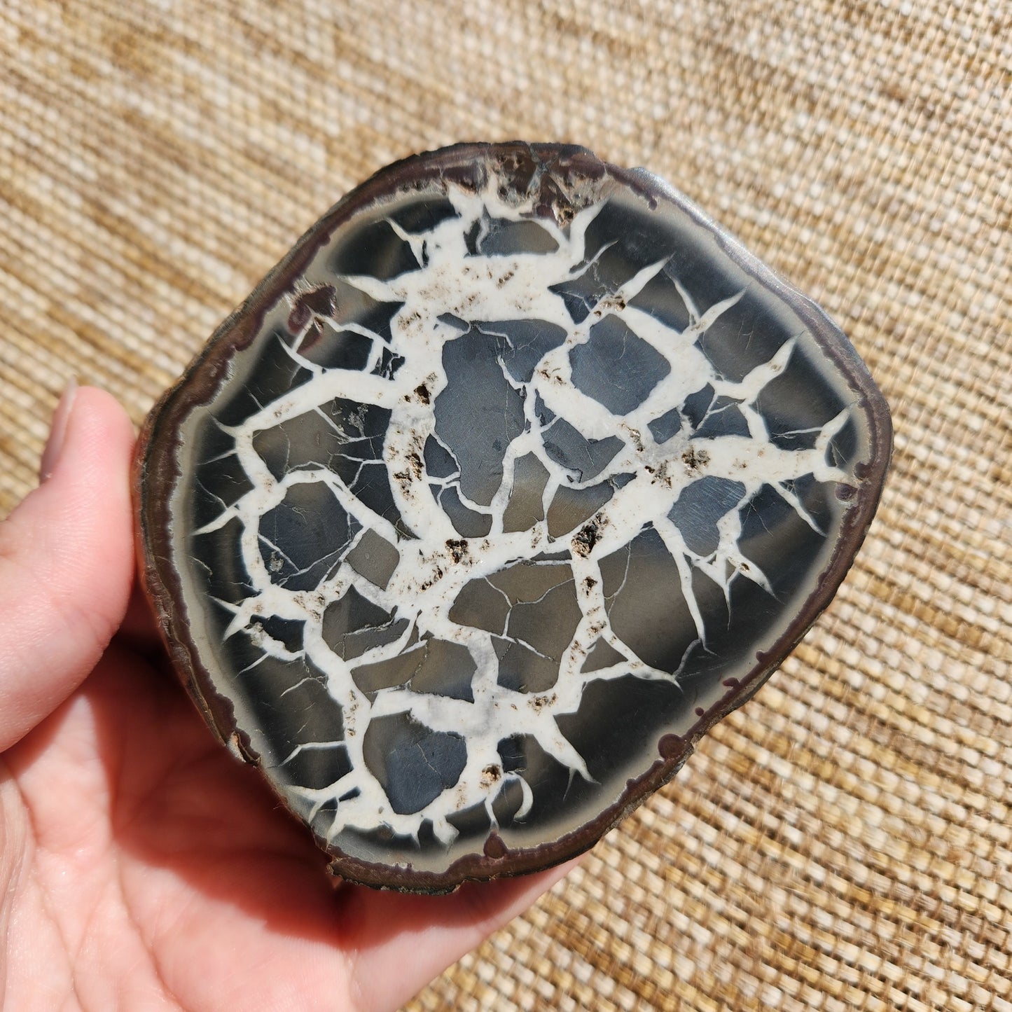 Septarian Nodule Half