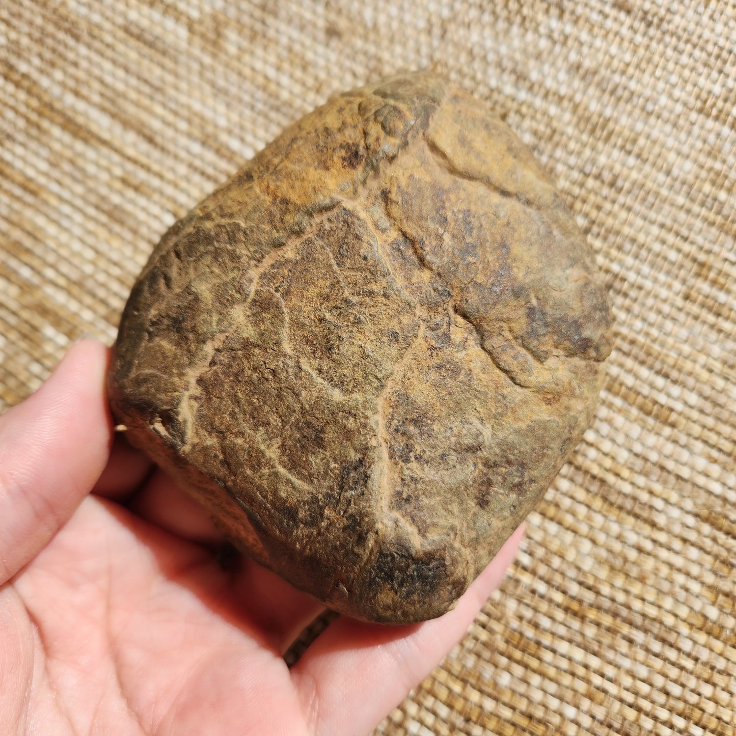 Septarian Nodule Half