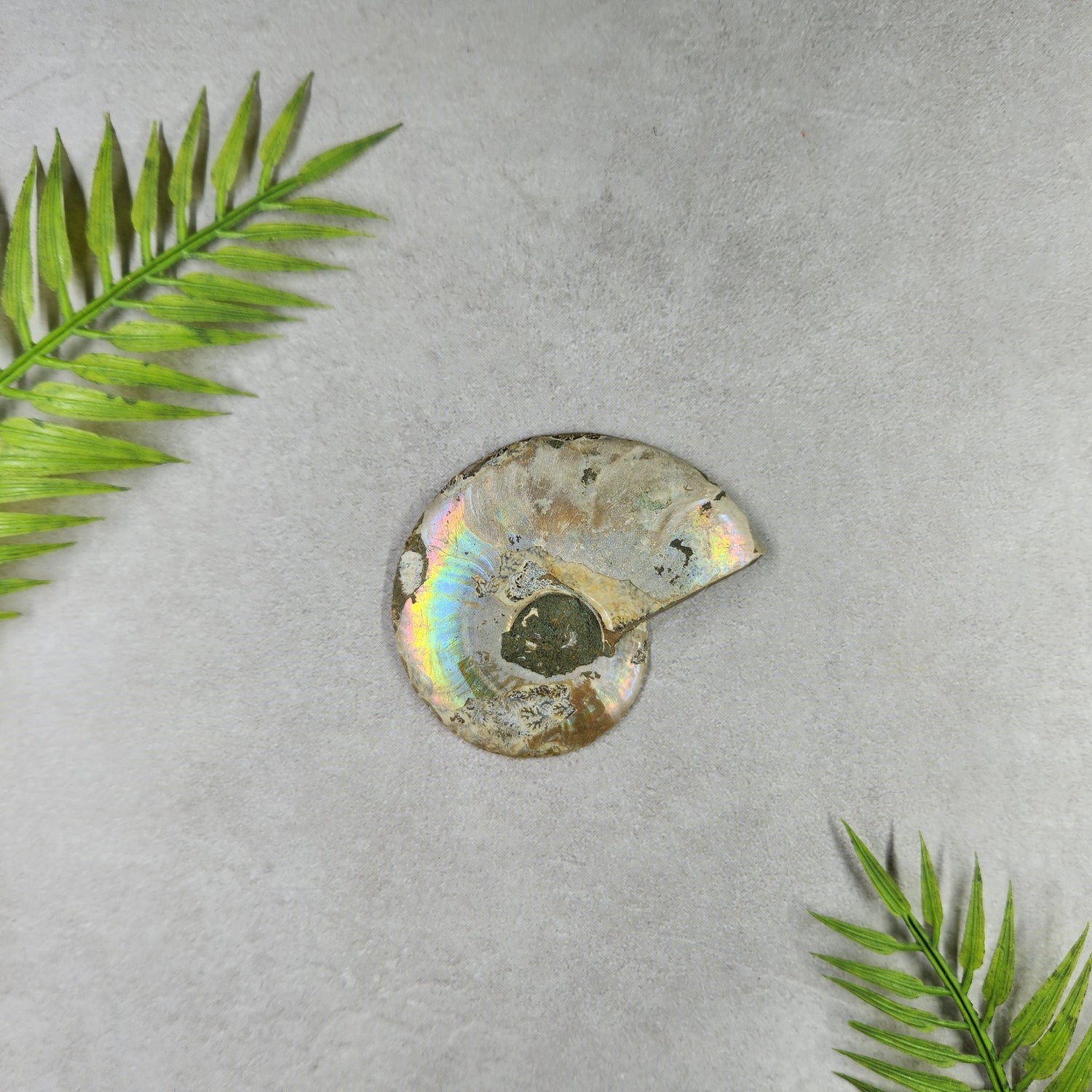 Fossils