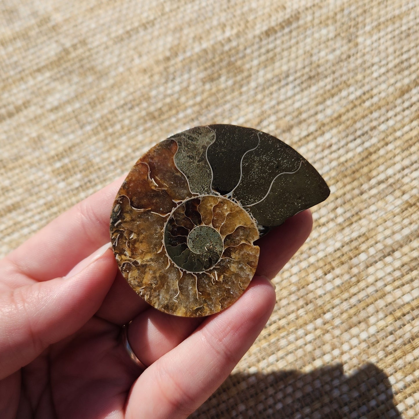 Ammonite Pair 57g