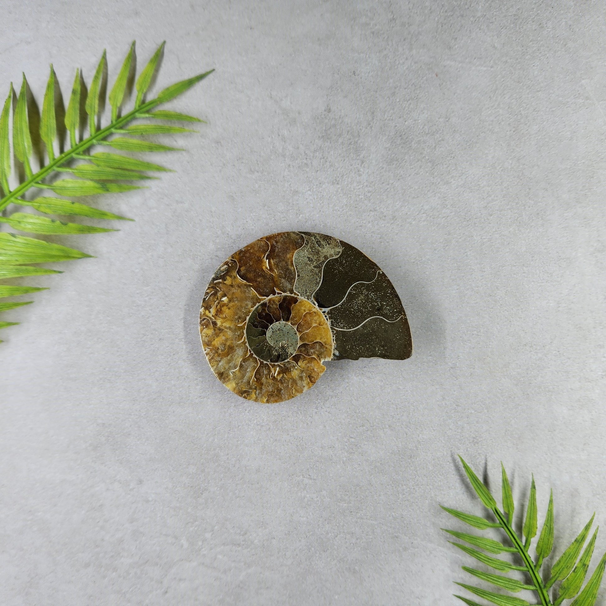 Ammonite Pair 57g