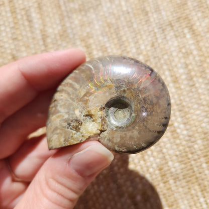 Opalised Ammonite 40g