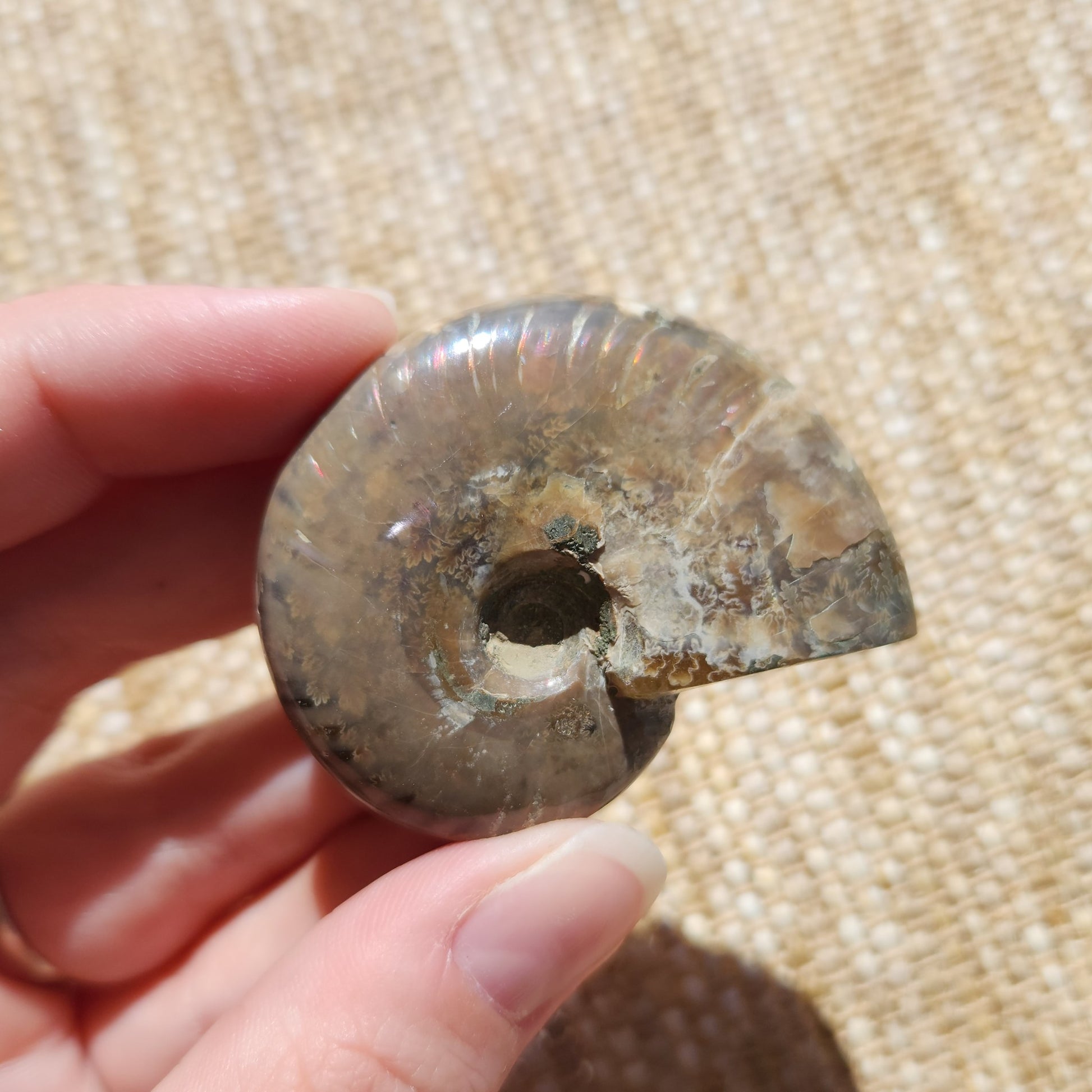 Opalised Ammonite 40g