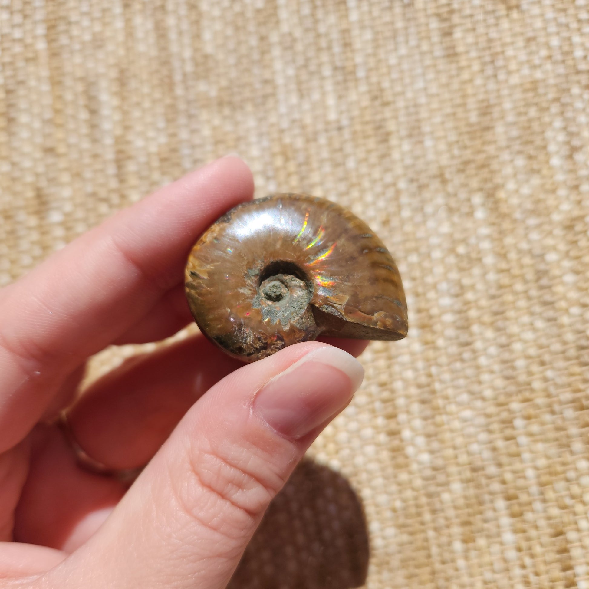 Opalised Ammonite