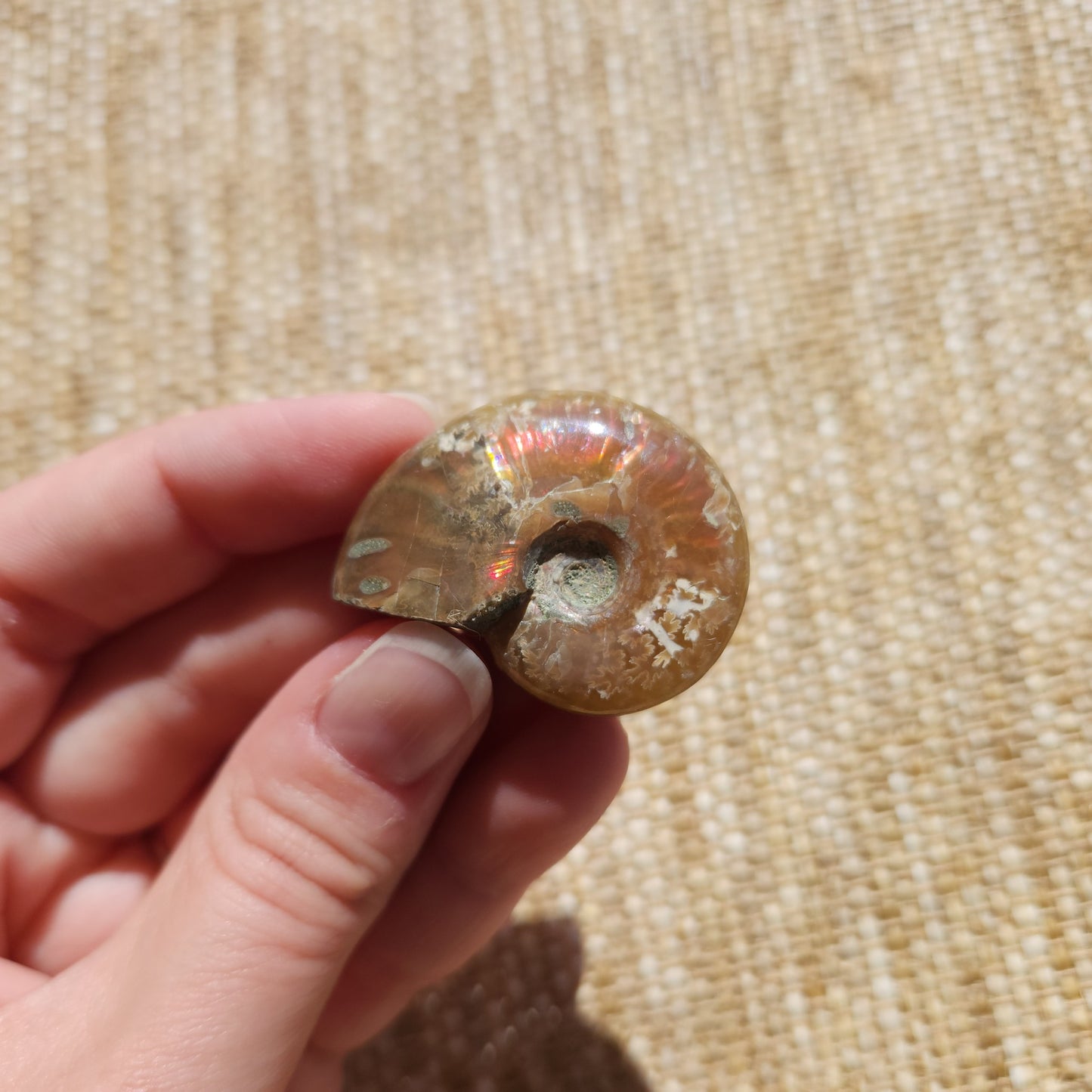 Opalised Ammonite