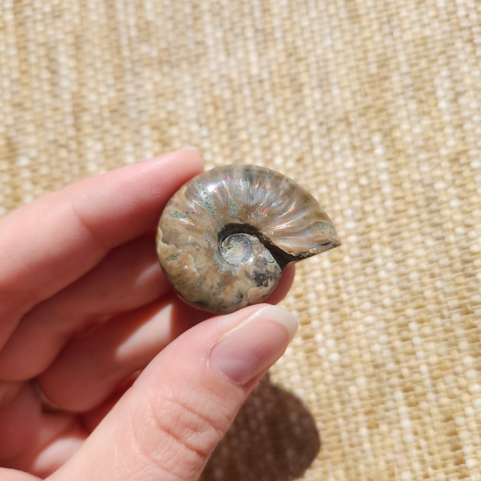 Opalised Ammonite