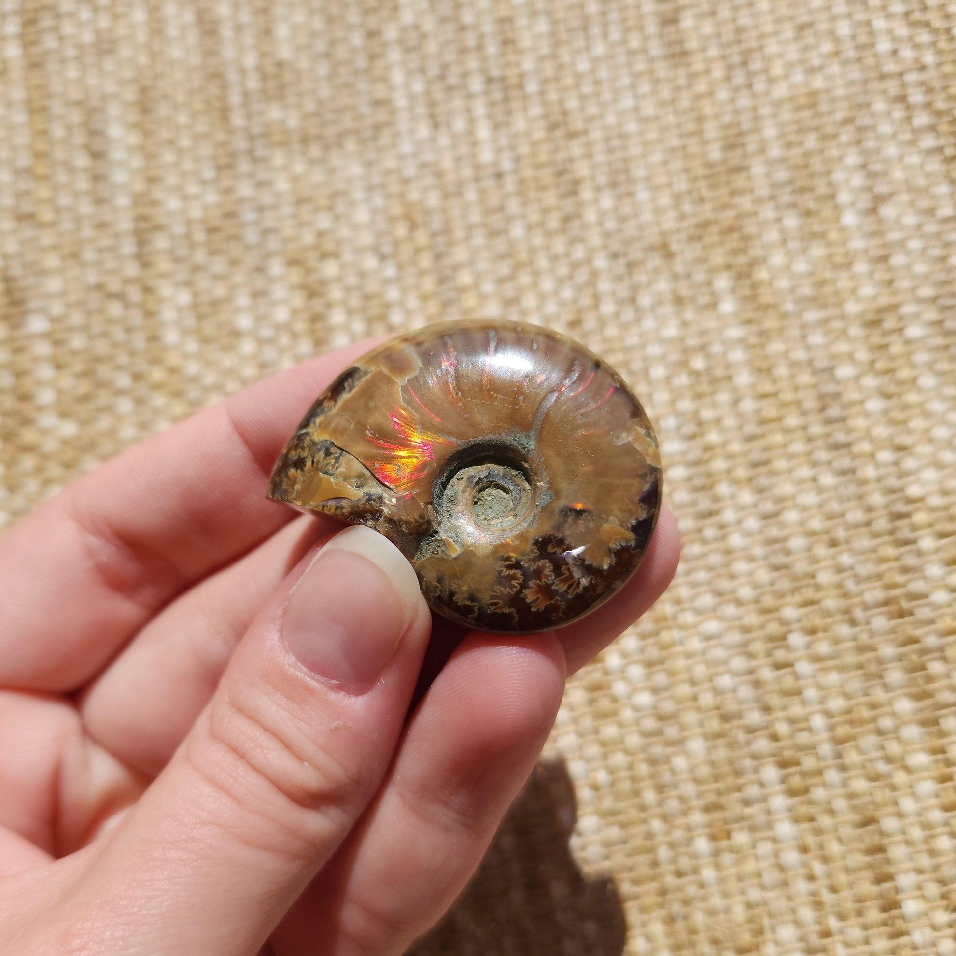 Opalised Ammonite