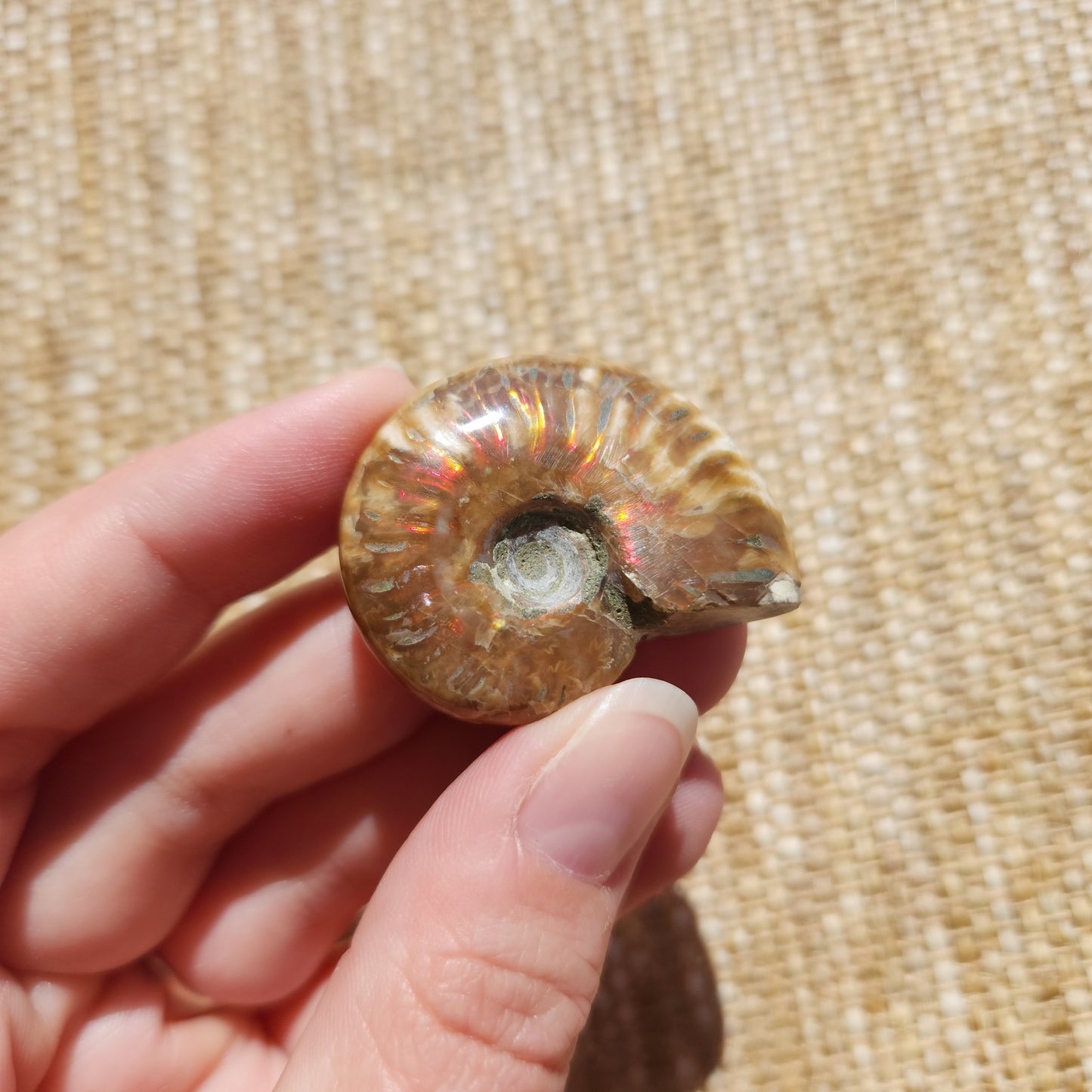 Opalised Ammonite