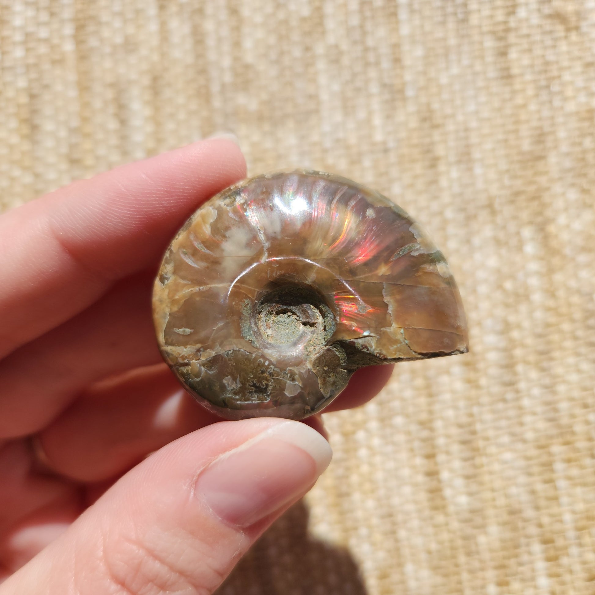 Opalised Ammonite