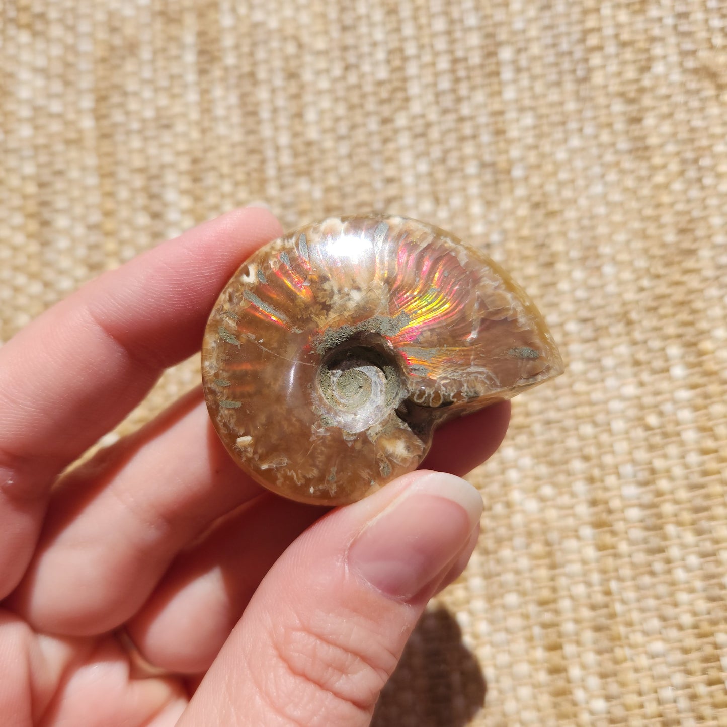 Opalised Ammonite