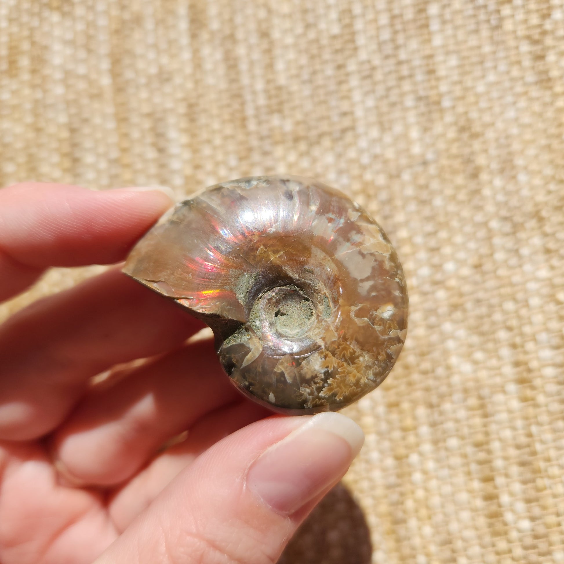 Opalised Ammonite