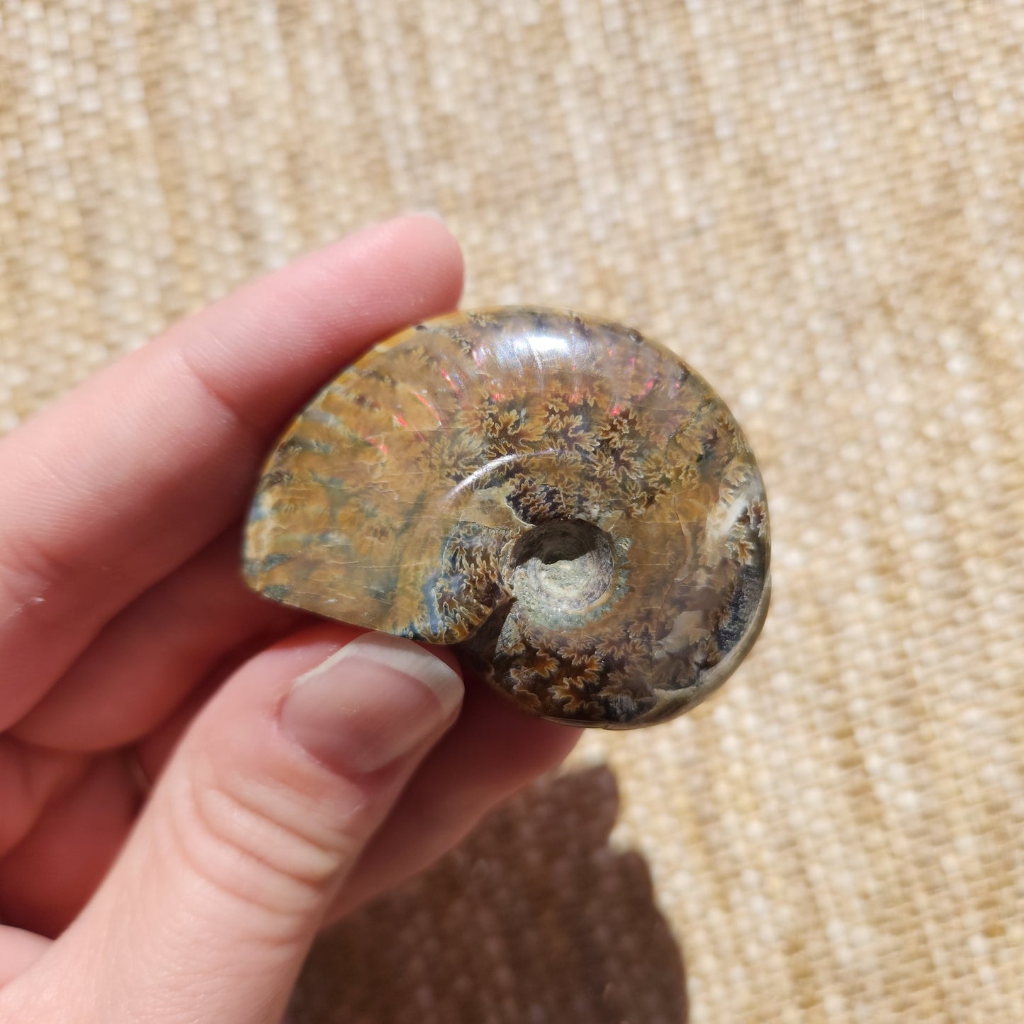 Opalised Ammonite