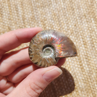 Opalised Ammonite