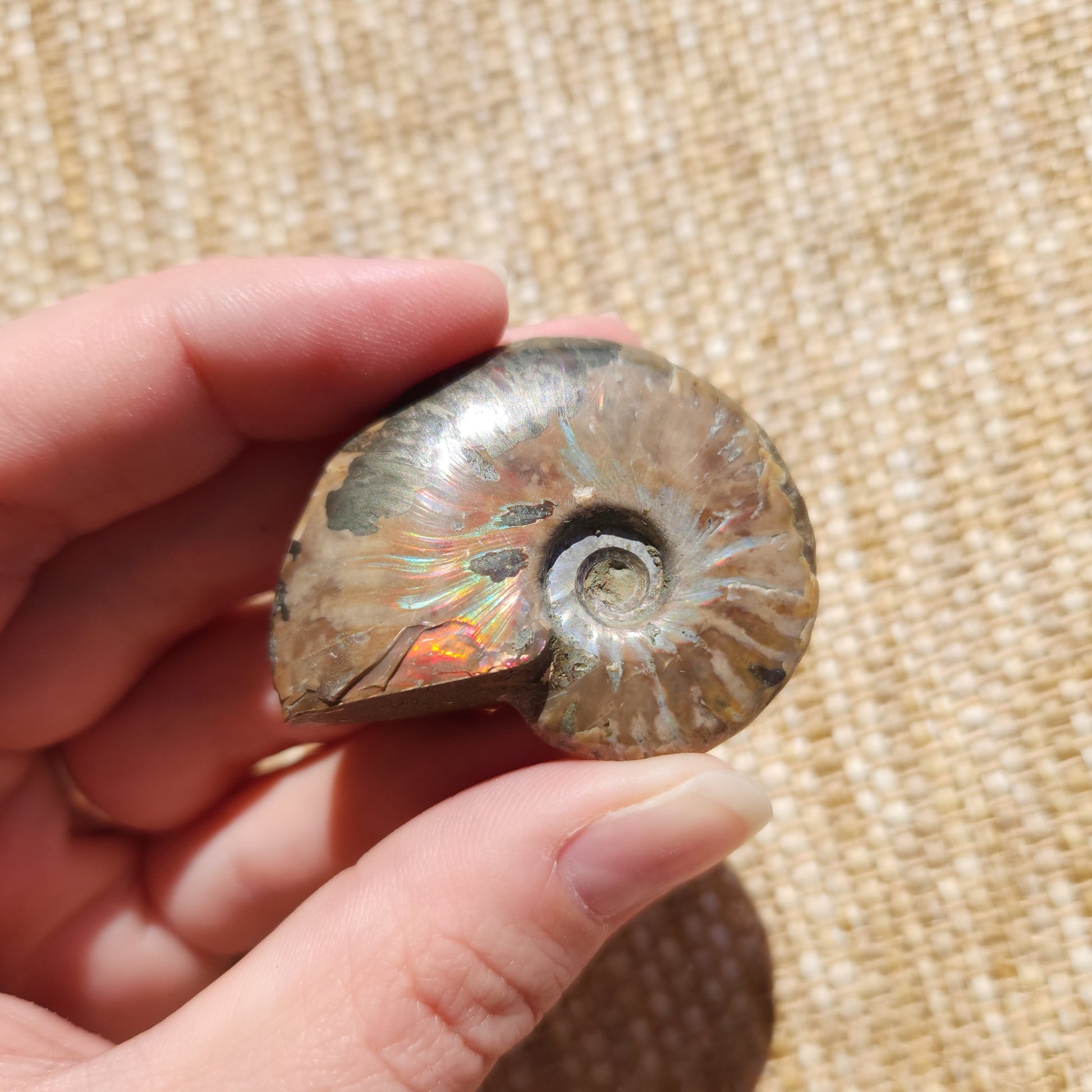 Opalised Ammonite