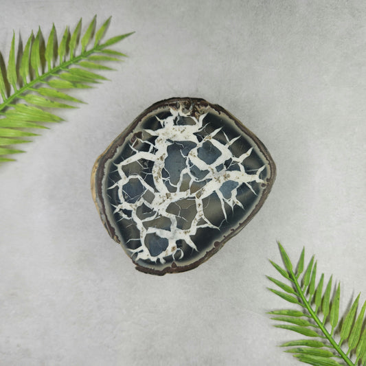 Septarian Nodule Half