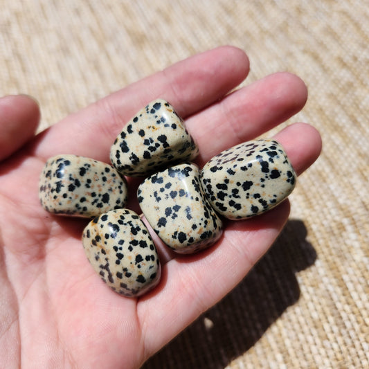 Dalmatian Jasper Tumble