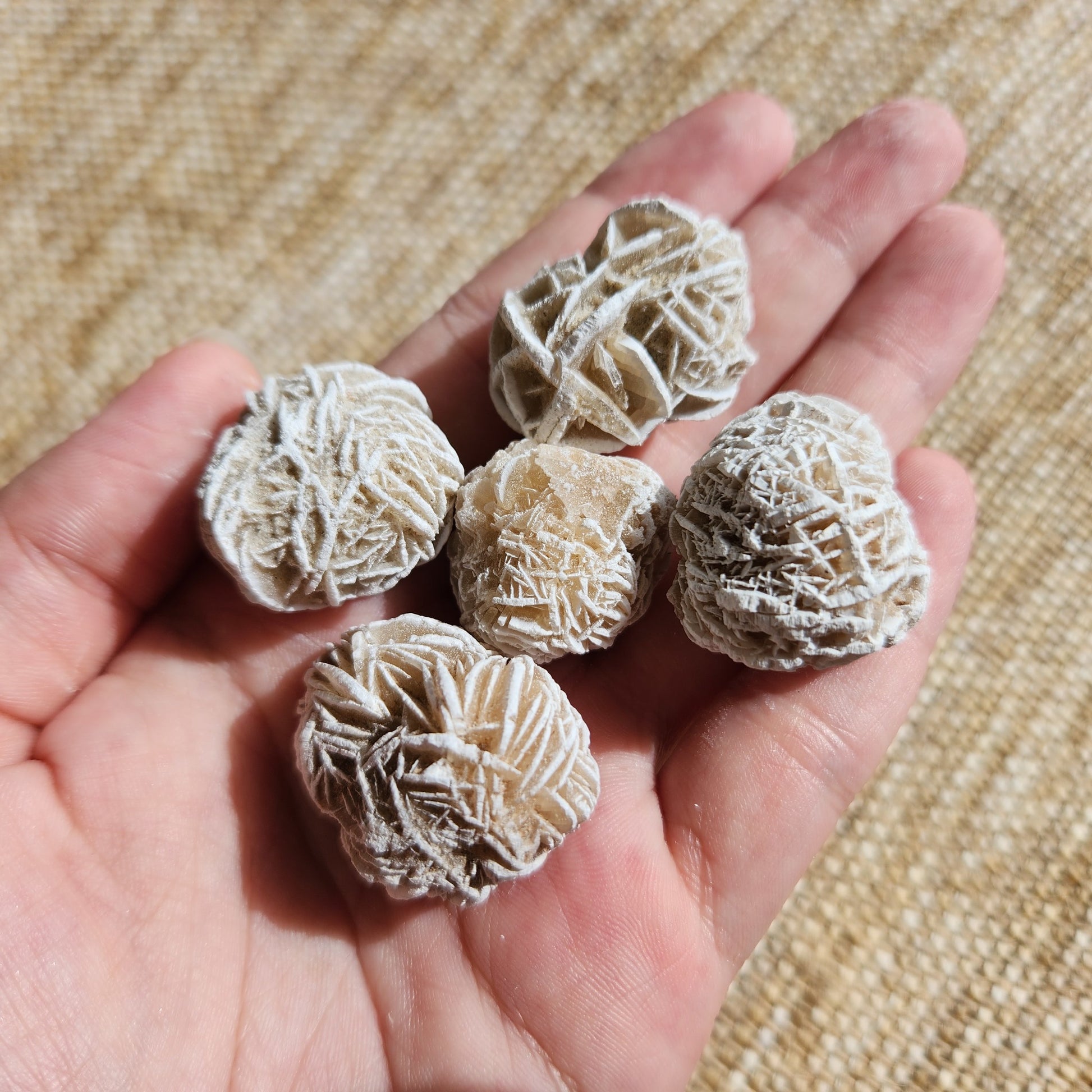 Desert Rose
