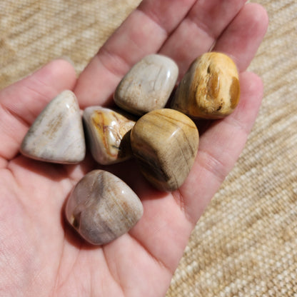 Petrified Wood Tumble